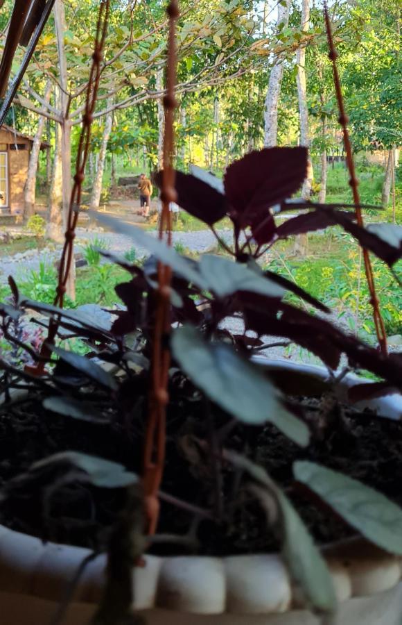 Etalauser Jungle Gate Ecoresort Bukit Lawang Bagian luar foto