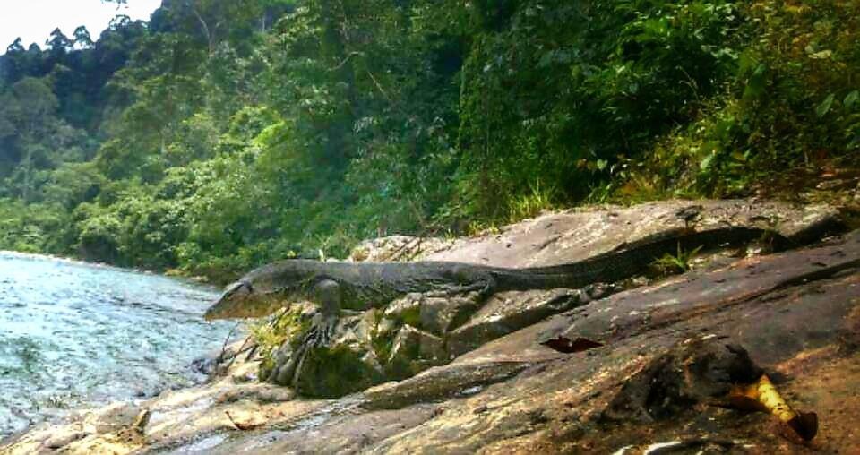 Etalauser Jungle Gate Ecoresort Bukit Lawang Bagian luar foto